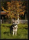 9 Hoest-Herbst-Autumn 07 * 2322 x 3154 * (5.76MB)